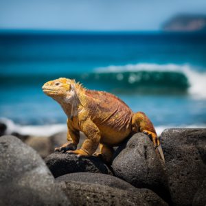 Galapagos Yoga Retreat