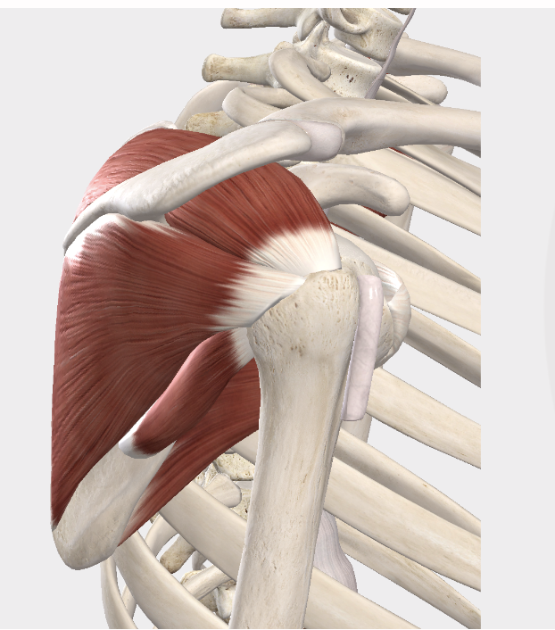 The Shoulder Joint - What the modern shoulder needs