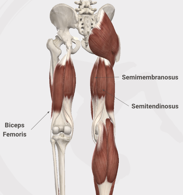 Hamstring Anatomy